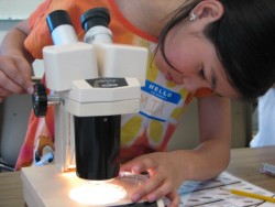 Keet Gooshi Heen 4th grader inspects macro invertebrates under the microscope. (KCAW photo/Emily Forman)