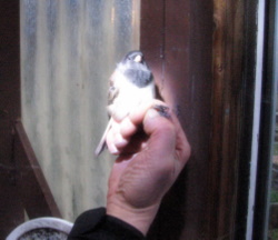Small bird-banding study could produce big results