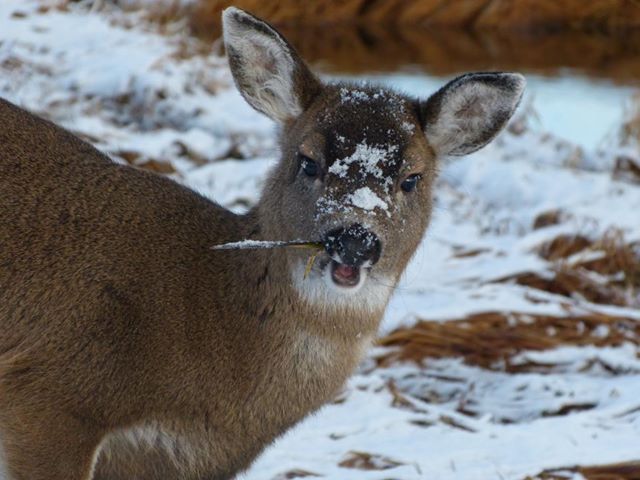 State game board to review deer seasons, limits for Sitka