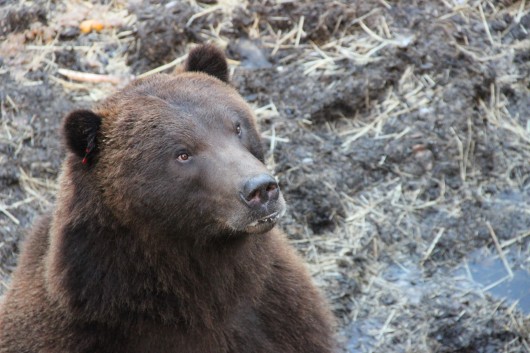 All of the bears at the Fortress of the Bear were orphaned as cubs, and would otherwise have been euthanized.