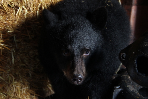 Sibling bear cubs reunite in Sitka