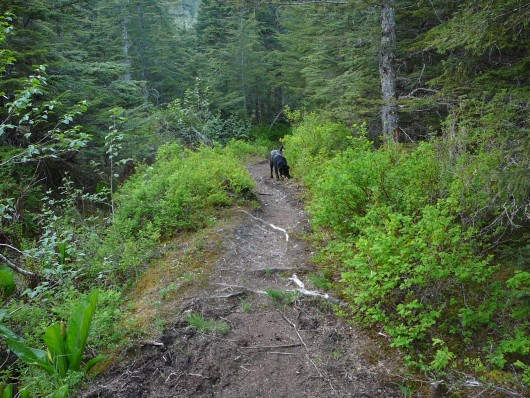 A dog explores part of the Tongass National Forest's Treadwell Ditch Trail on Douglas Island, part of Juneau. (Ed Schoenfeld/CoastAlaska News)
