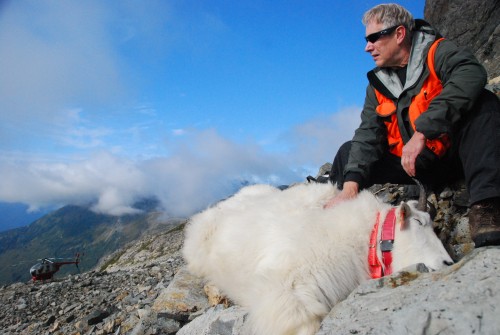 Phil Mooney track mountain goat migration pattern using orange GPS collars. (photo courtesy of Phil Mooney)
