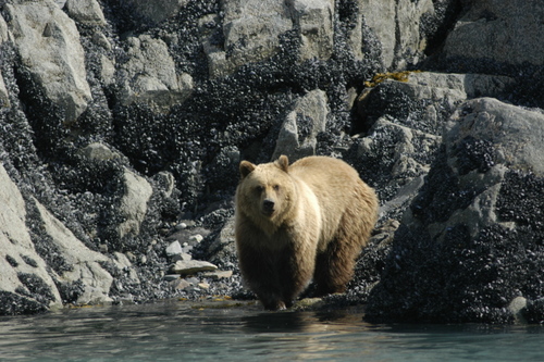 Glacier Bay’s bears a remnant of the Ice Age