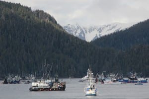 Seiners in Starrigavan Bay during the first opening of Sitka's 2014 sac roe herring fishery. (KCAW photo/Rachel Waldholz)