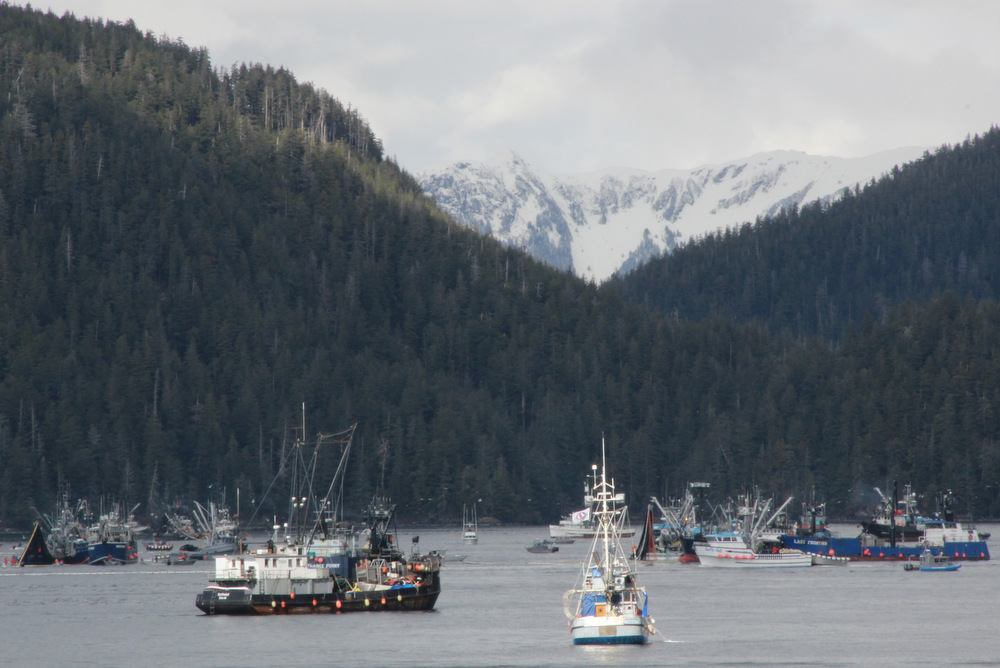 Seiners land 4K tons in herring season opener