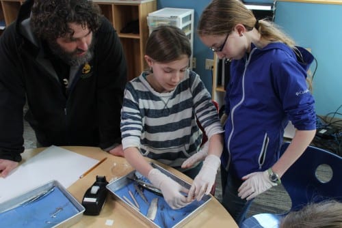 Sixth graders Abby Saiz and Cora Dow dissect their specimen during Knowledge of Herring Camp, on March 21. (KCAW photo/Rachel Waldholz)