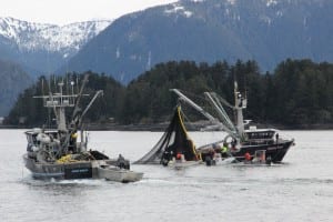The seiner Infinite Grace pursing up during the third opening in the Sitka Sound sac roe herring fishery, on Wednesday, March 26, 2014 (KCAW photo/Rachel Waldholz)