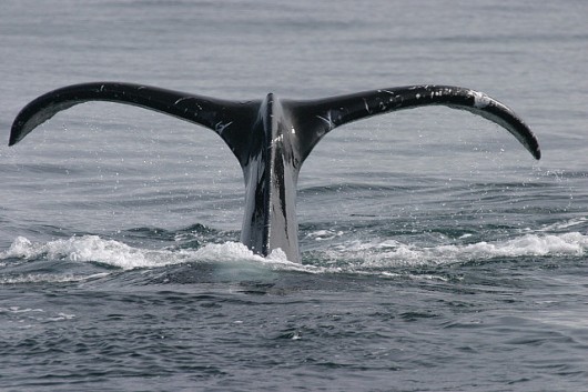 Should humpbacks lose endangered status?