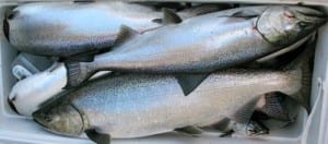 Winter trollers had their biggest week since 1986. (Flickr photo/Kegger)