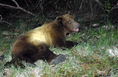 Bear killed after reaching into kitchen window