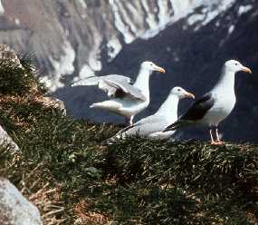 Gull-egg harvest gets boost from Congress