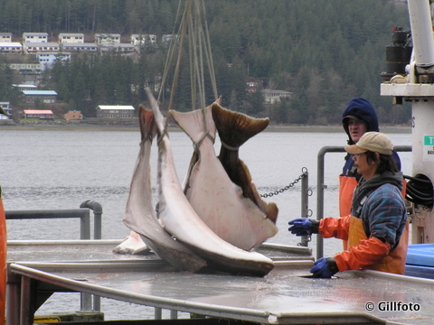 North Pacific Council to vote on halibut bycatch limits