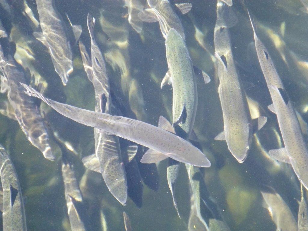 Fire at B.C. fish farm releases thousands of Atlantic salmon