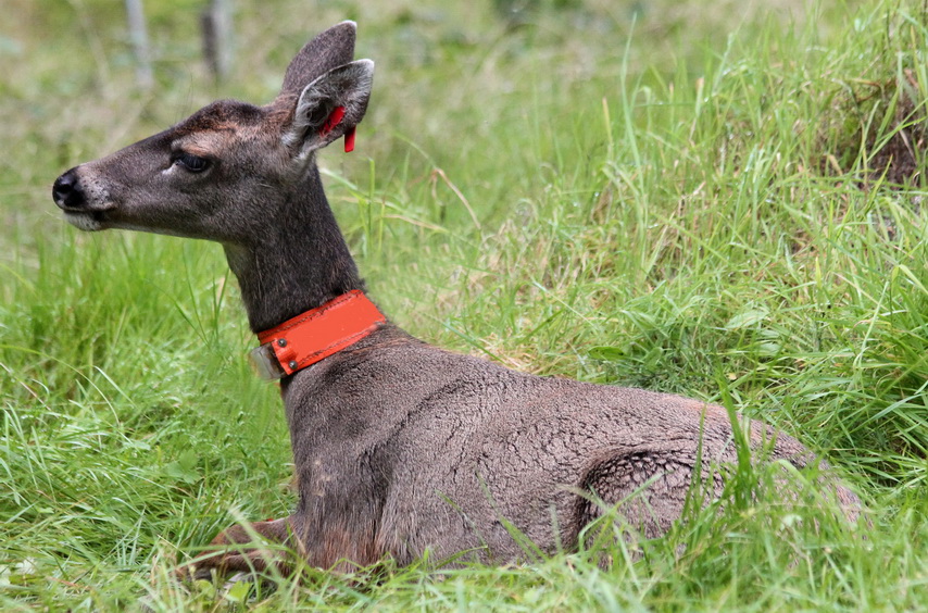 Ensnared doe recovering after wire loop removed
