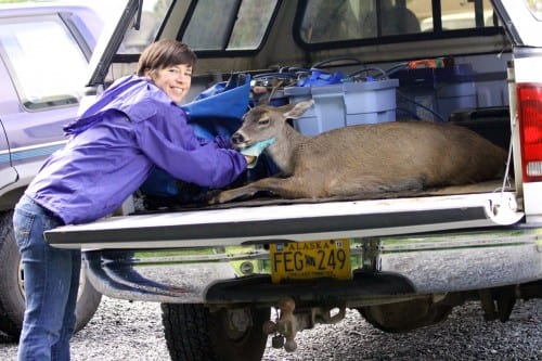 ADF&G tech Holley Dennison loads the doe into a truck at the Hames Center, for a trip back to the woods to recover. (ADF&G photo/Phil Mooney)