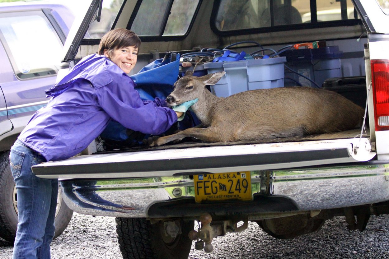 Another deer found with wire snare near Sitka