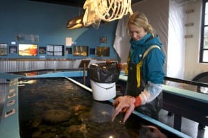 Taylor White is the aquarium manager at the Sitka Sound Science Center. Since sea star wasting disease hit Sitka a month ago, the aquarium has lost 35 sea stars and now, only two remain in the touch tanks. (KCAW photo/Anne Brice)
