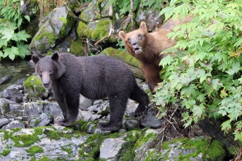 A sow and cub were spotted in the Sitka area in August, 2013. A young male was found dead recently near Sawmill Creek Road and official say it may have been poisoned. Photo by P. Mooney/ADF&G)