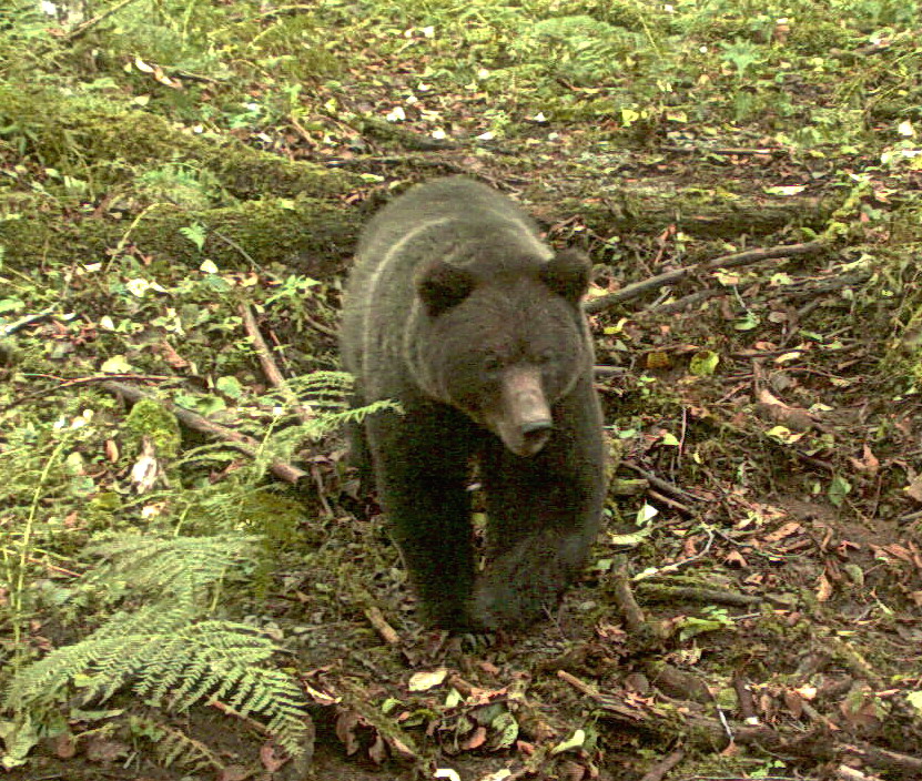 Is someone poisoning Sitka bears?