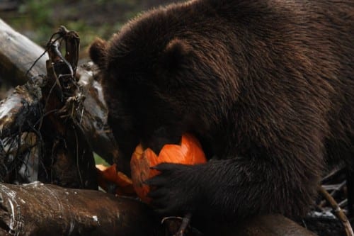 Brown bear "Lucky" devours a kibble-filled pumpkin on Guy Fawkes Day. (FOB photo/Debi Terry)