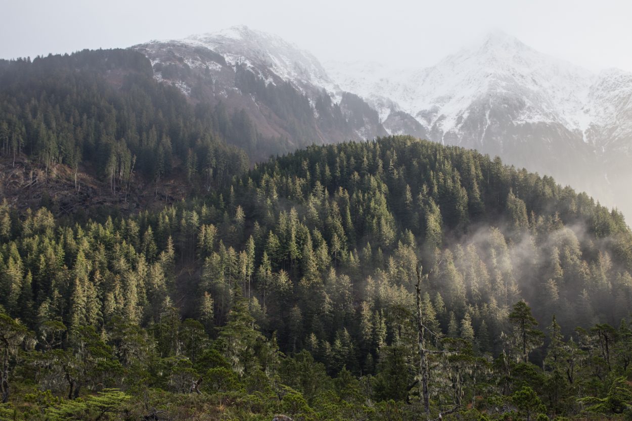 Trying to figure out the future of Tongass timber – by February