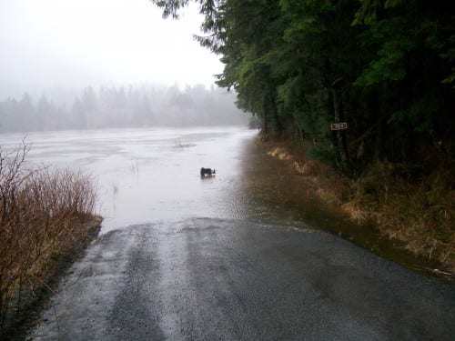 Dillon the Danger Dog reconsiders his walk down the Nelson Logging Road. A 12-foot high tide plus heavy rains sent Starrigavan Creek over its banks at 1 PM today (1-21-15). (Hugh Bevan photo)