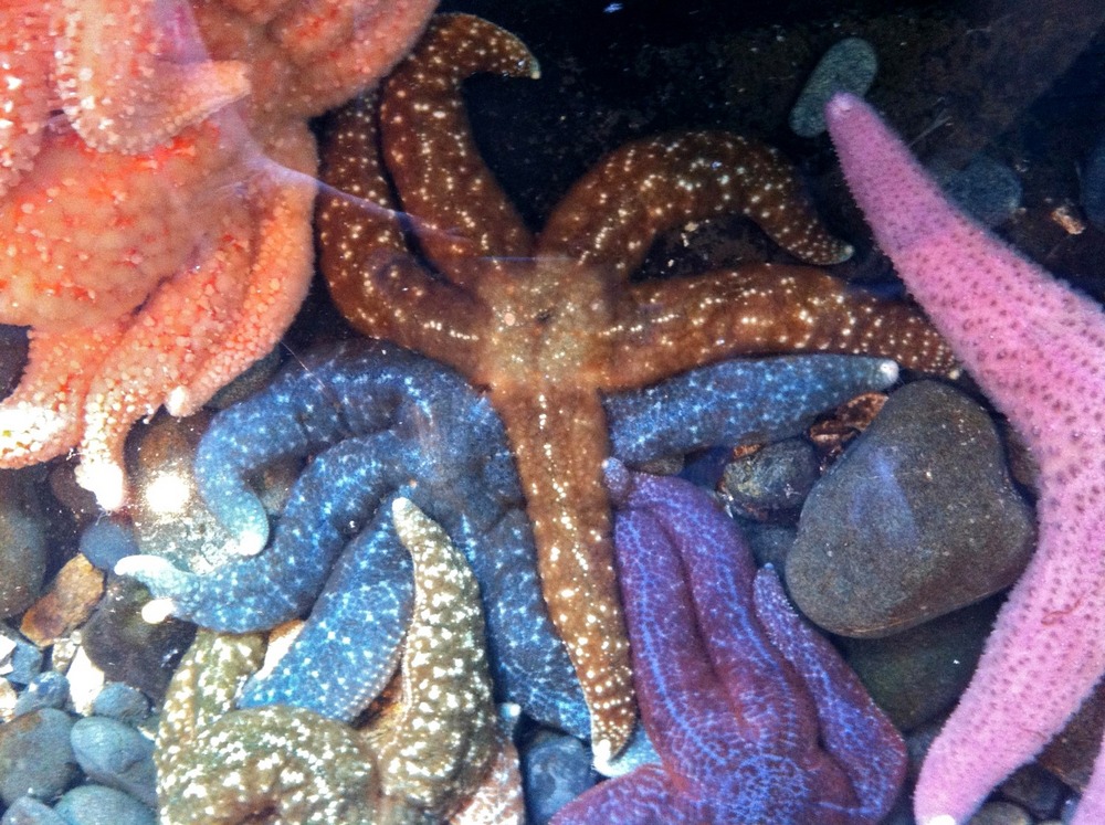 Kelp forests, sea stars, and rescue missions