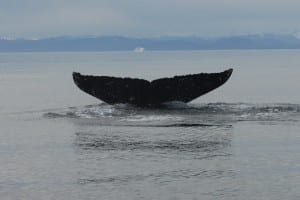 A humpback whale shows its fluke. (Photo by Ellen Chenoweth, NOAA Fisheries permit #14122).