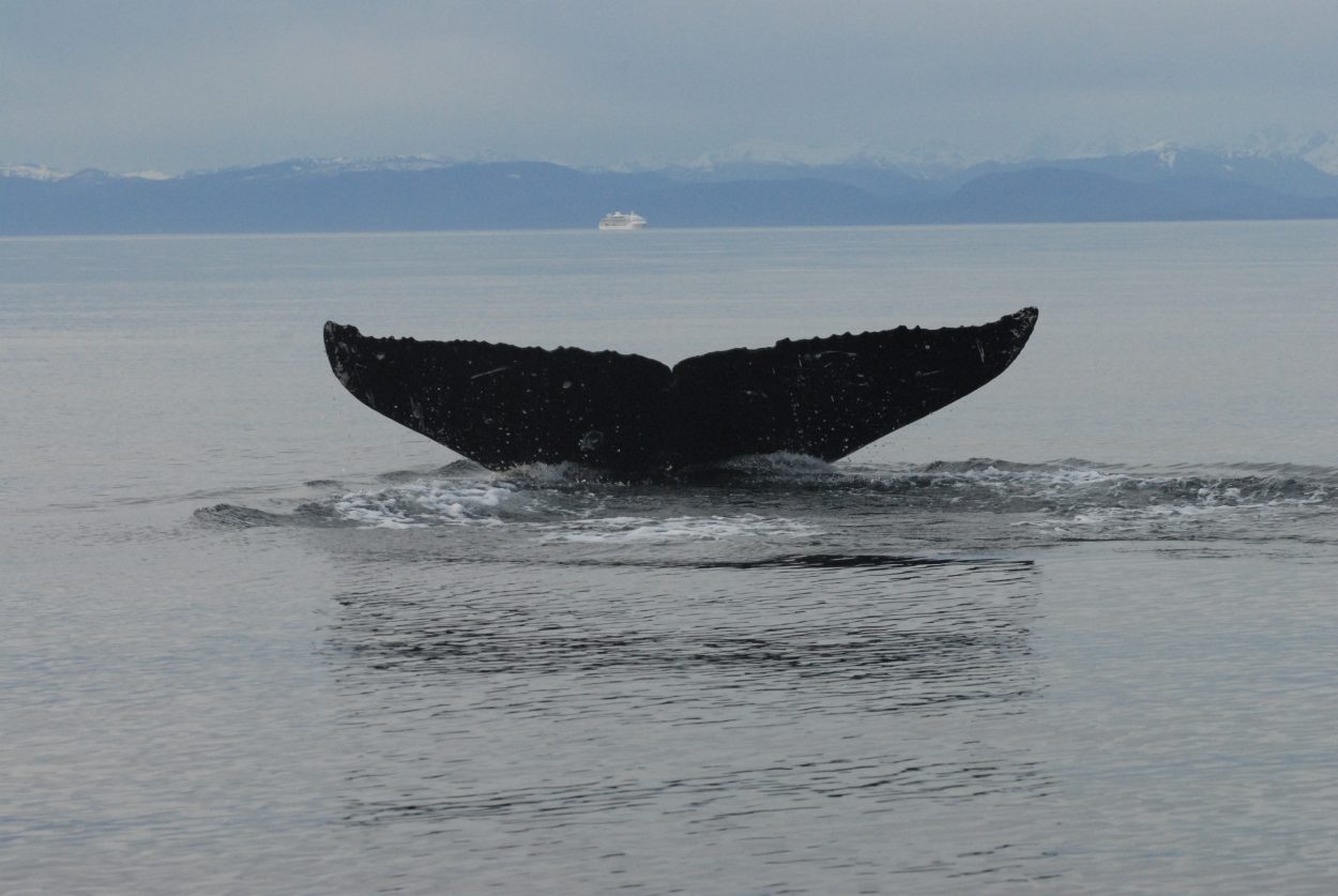 Officials ask for help spotting entangled humpback in Sitka Sound