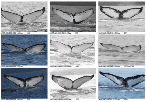 A page from a humpback whale fluke matching catalog. (Photos by Jan Straley, NOAA Fisheries permit #14122)