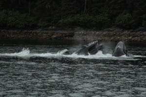Humpback whales lunge feeding. (Photo by Blain and Monique Anderson, NOAA Fisheries permit #14122)