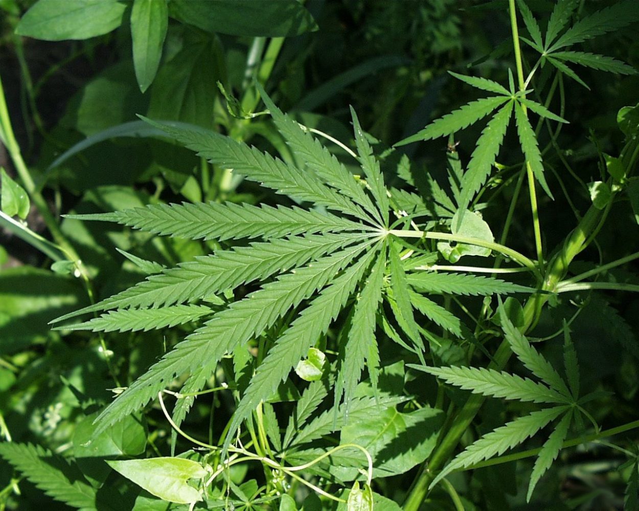 Sitka’s first marijuana law makes it onto the books