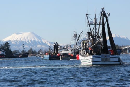 Seiners in the fourth opening of the Sitka Sound sac roe herring fishery, in 2014. (Rachel Waldholz/KCAW)