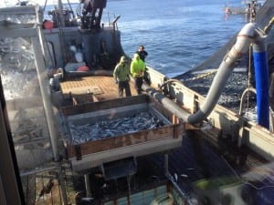 The Deco Bay loads up on herring during the second opening of the 2015 Sitka Sound sac roe herring fishery, on Thursday, March 19. (Photo courtesy of Angela Marie Christensen)
