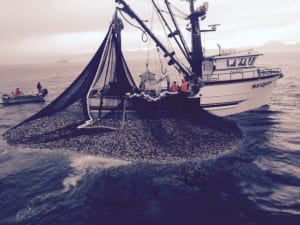 The Sequel makes a set during the fifth opening of the 2015 sac roe herring fishery, on March 22. (Photo courtesy of Big Dog Fish Company)