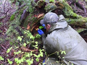 Hunting for tiny fern gametophytes under a rotted tree in the rainforest near Sitka, Alaska. Critical equipment includes a magnifying glass and a flashlight.