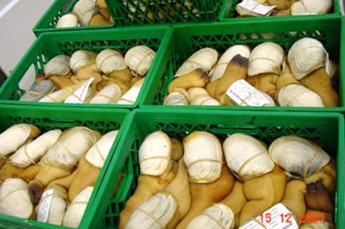 Geoducks-for-sale.-Alaska-Department-of-Fish-and-Game-photo.