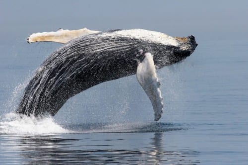 NOAA Fisheries has proposed splitting humpbacks into fourteen populations and removing ten of those populations from the endangered species list. (Amy Kennedy/NOAA)