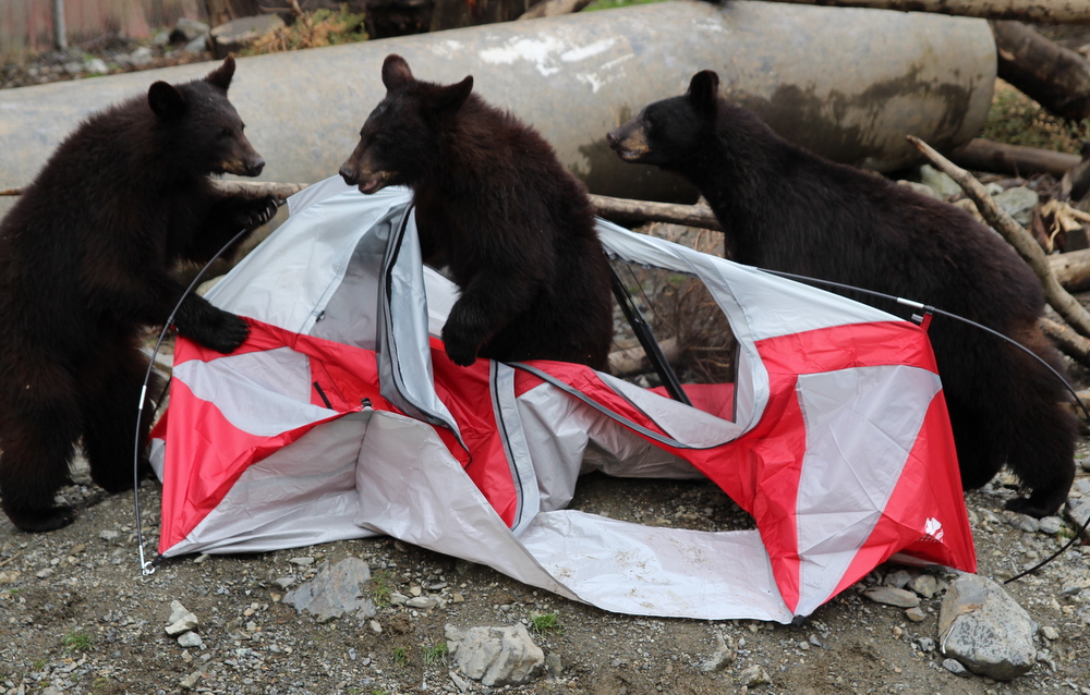 Board considers $100 offer for Fortress bear habitat