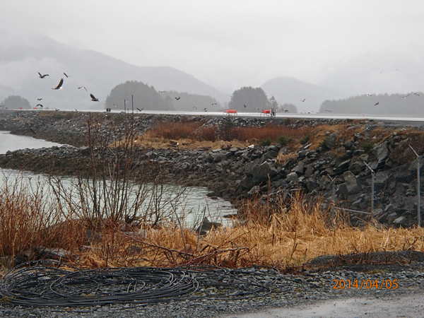 With fish in the sea, danger of eagles on the runway