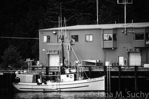 The Sylvia G offloads at Seafood Producers' Coop.