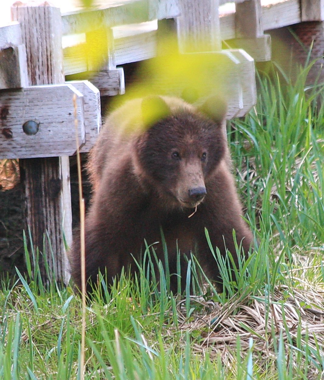 Trooper shoots aggressive brown bear in Starrigavan campground