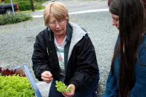 Michelle Putz shows Rebecca Kubacki how to harvest lettuce. (KCAW photo/ Vanessa Walker)
