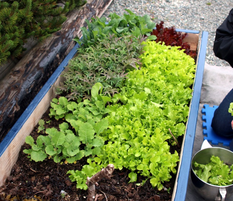 Sitka Community Gardens group shares progress on Jarvis Street project