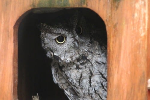 Peanut is a 13-year-old Western Screech Owl currently living at the Alaska Raptor Center. KCAW photo/Vanessa Walker