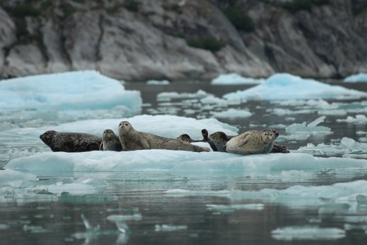 Harbor seals rest on ice near South Sawyer Glacier in 2007. New federal guidelines suggest, but don't require, vessels to stay about 500 yards away from the marine mammals to lessen disturbances. (Photo courtesy NOAA's Alaska Fisheries Science Center)