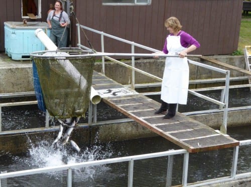 USF Anthropology student Elizabeth Arnold scoops a load of pink salmon at the Sheldon Jackson Hatchery. (KCAW photo/Rich McClear)