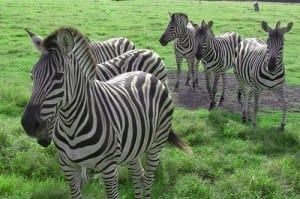 When threatened, zebras' fight-or-flight response kicks in quickly -- and kicks off just as quickly. (Flickr photo/.imelda)