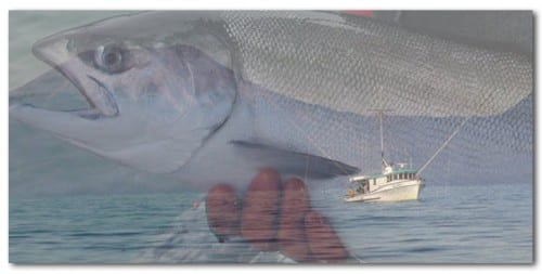salmon boat header
